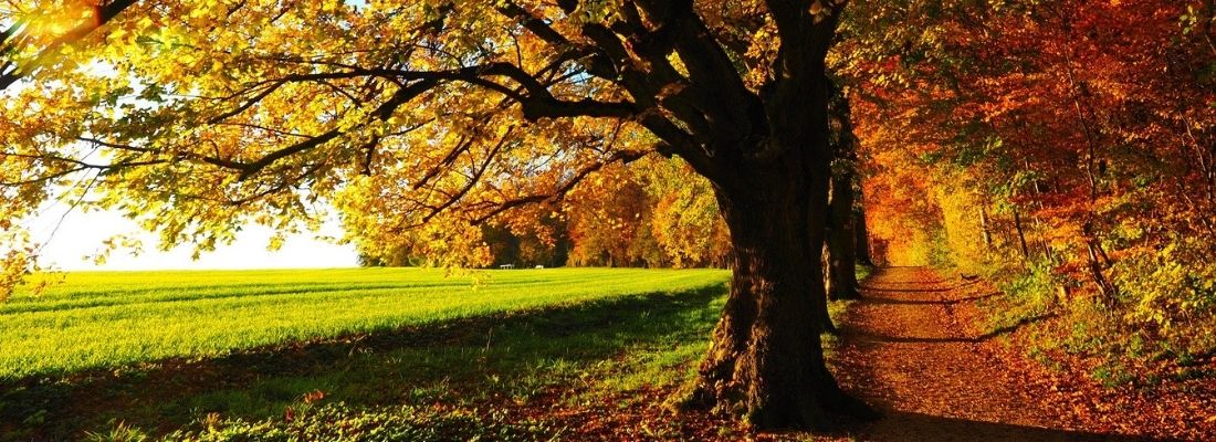 Bannerbilder_Gesundheitswoche2020